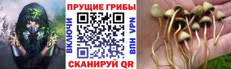 Псилоцибиновые грибы мицелий  закладка  Норильск 
